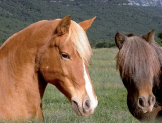  Reitzentrum Nans les Pins 